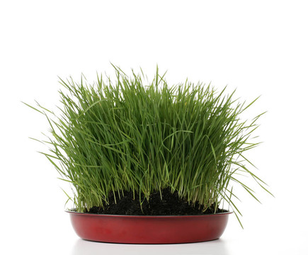 綠色的青草