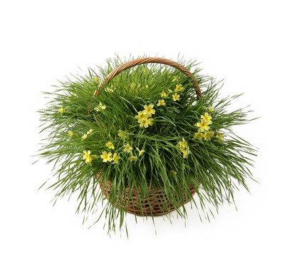 黃色的花