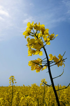 油菜花