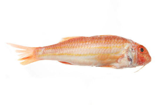紅Mullet魚