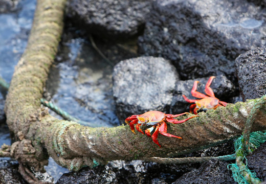 兩個(gè)Sally Lightfoot Crabs