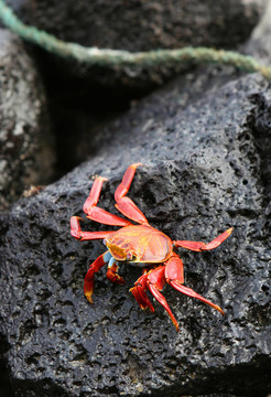 火山巖Sally Lightfoot Crab