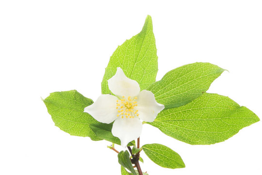 桑橙