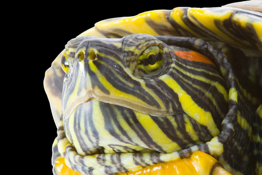 Pseudemys scripta