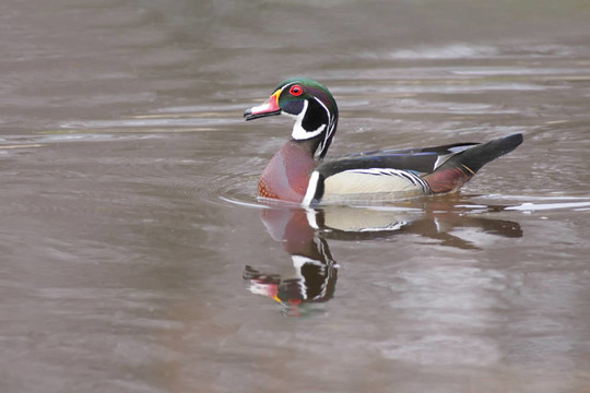 Wood Duck（Aix sponsa）