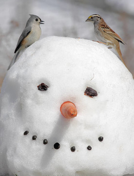 兩個(gè)鳥在一個(gè)雪人