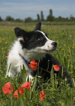 邊境牧羊犬幼犬