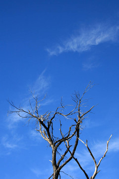 樹watarrka國家公園；澳大利亞金斯坎寧；