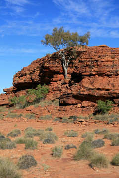 孤獨(dú)的樹(shù)-國(guó)王峽谷；watarrka國(guó)家公園；澳大利亞