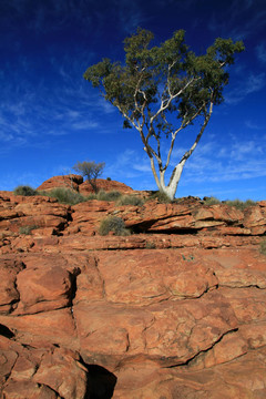 孤獨(dú)的樹(shù)-國(guó)王峽谷；watarrka國(guó)家公園；澳大利亞