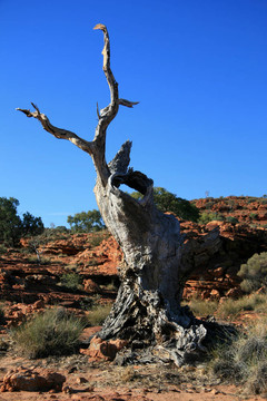 孤獨(dú)的樹(shù)-國(guó)王峽谷；watarrka國(guó)家公園；澳大利亞
