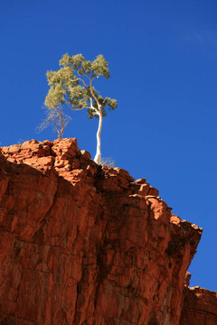 孤独的树-奥米斯顿峡谷；澳大利亚