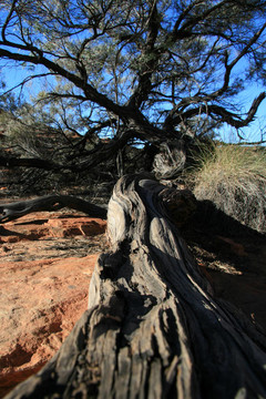 孤獨(dú)的樹(shù)-國(guó)王峽谷；watarrka國(guó)家公園；澳大利亞