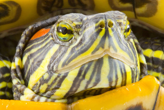 Pseudemys scripta