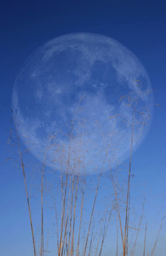 草與Moon