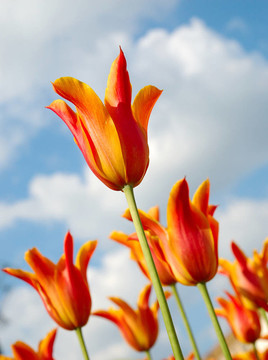 tulips2