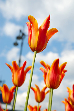 tulips3