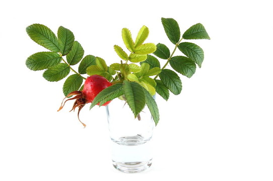 狗薔薇