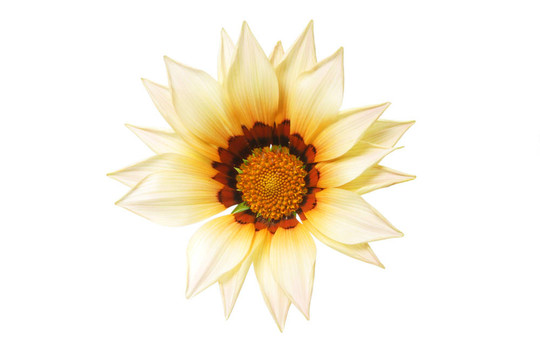 勛章菊