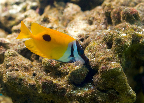 珊瑚礁上的五顏六色的熱帶魚