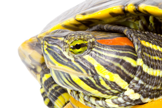 Pseudemys scripta