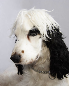 黑色和白色的可卡犬