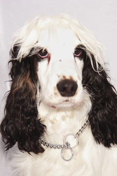 黑色和白色的可卡犬