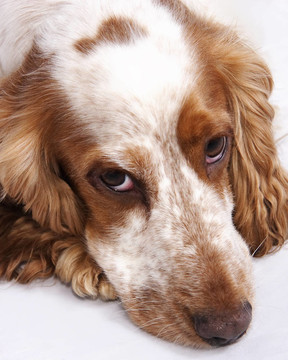 可卡犬