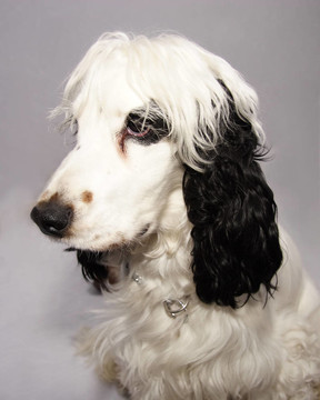 黑色和白色的可卡犬