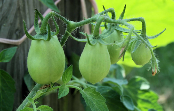 綠色tomatoes-2