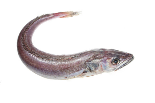 整個鱈魚