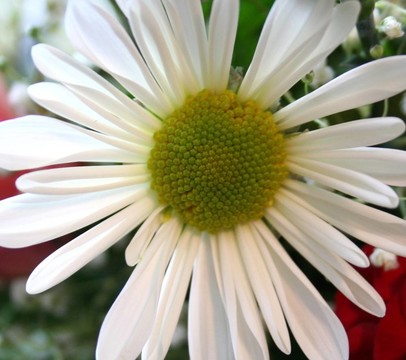 完美無瑕的雛菊
