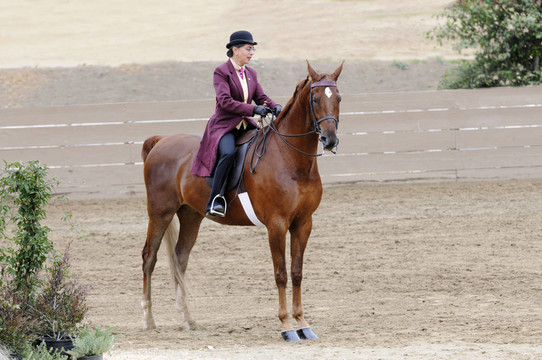 女人騎著Saddlebred horse
