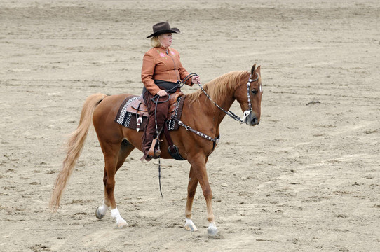 女人騎著Saddlebred horse