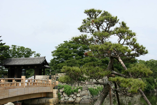 樹和橋姬路城；日本
