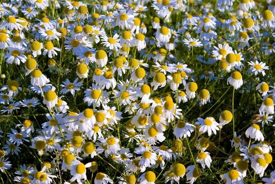 甘菊