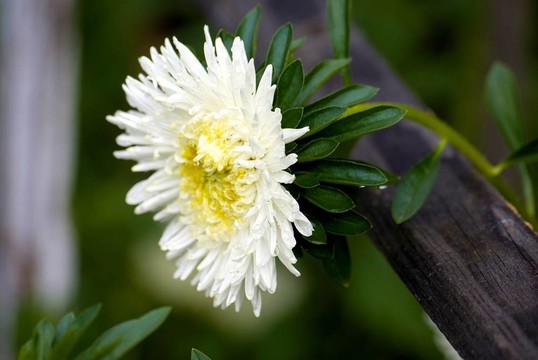 紫菀