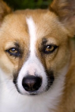 狗