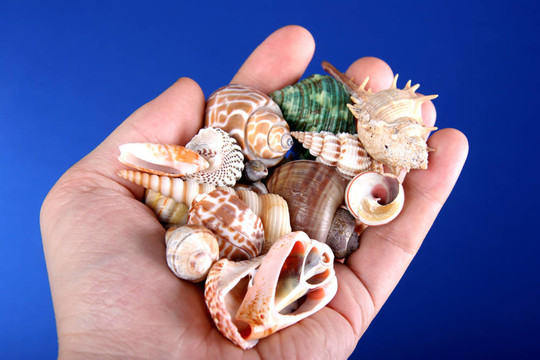手海貝殼