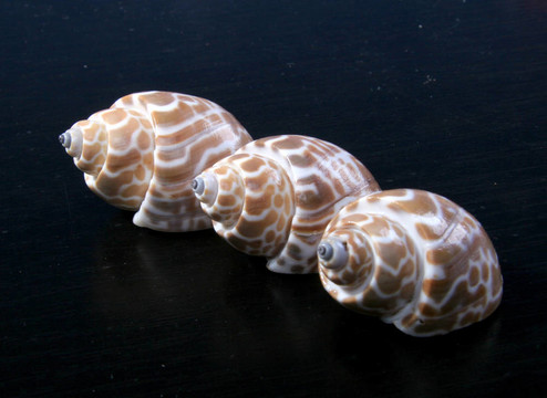 三海貝殼