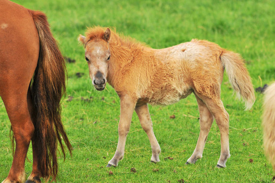 馬小馬駒
