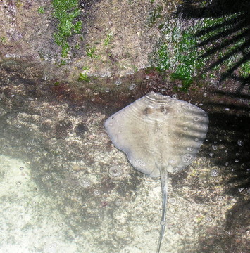 淺水魚
