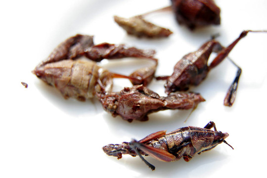 油炸蚱蜢