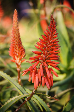 Aloe Vera的花
