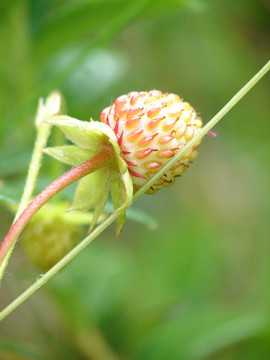 生的野草莓