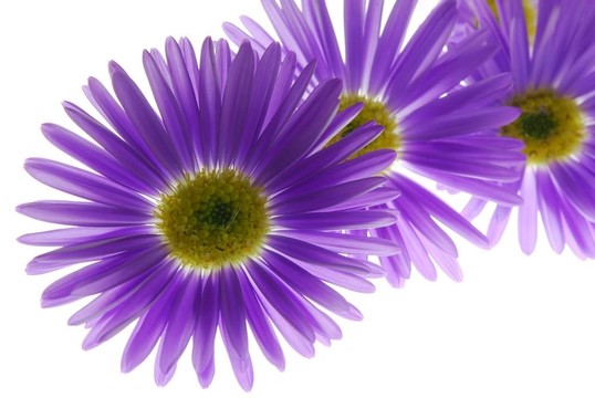 蓝紫苑