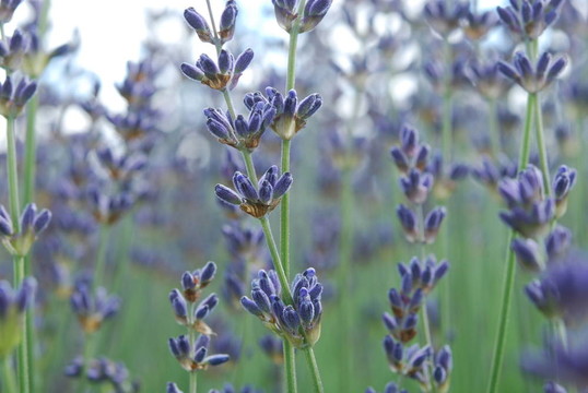 藍(lán)色的薰衣草