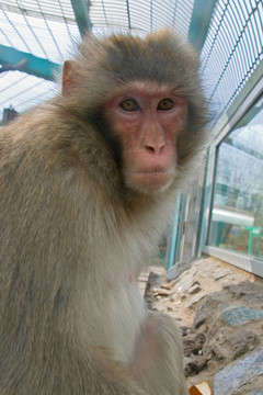 動物園里的猴子