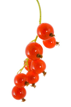 紅醋栗