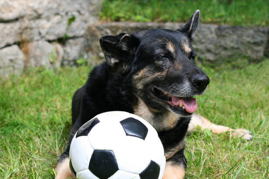 sportsdog